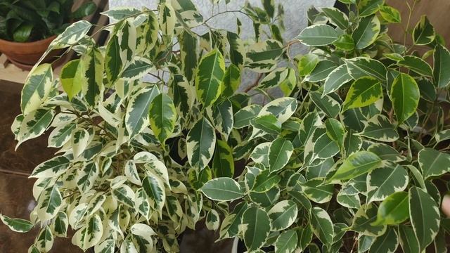 Продолжение...Голден Кинг, Бафт, Де Гантель. Разница между этими сортами. Благодарность зрителям!)) смотреть онлайн