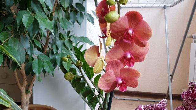 Орхидеи ✅ Обзор новых орхидей Песнь Прибоя ( Surf Song) и Дикий Кот (Wild Cat) смотреть онлайн