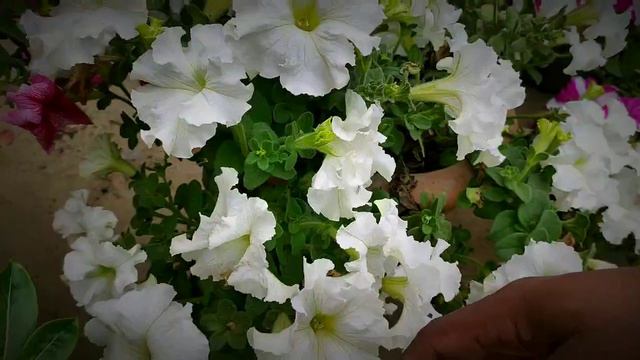 How to collect seeds of Petunias || Petunia ke seeds ko kaise collect karein