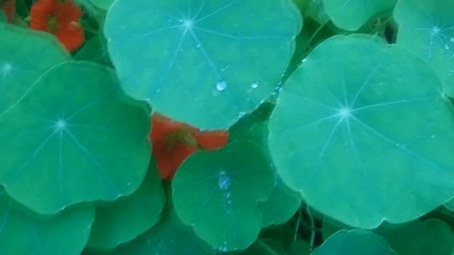 Моя Любимая Дача. 4 сентября//в гостях у Галины смотреть онлайн