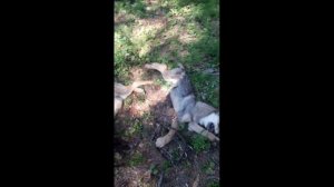 Попалось 3 волчонка/ ОХОТА НА ВОЛКА В БУРЯТИИ