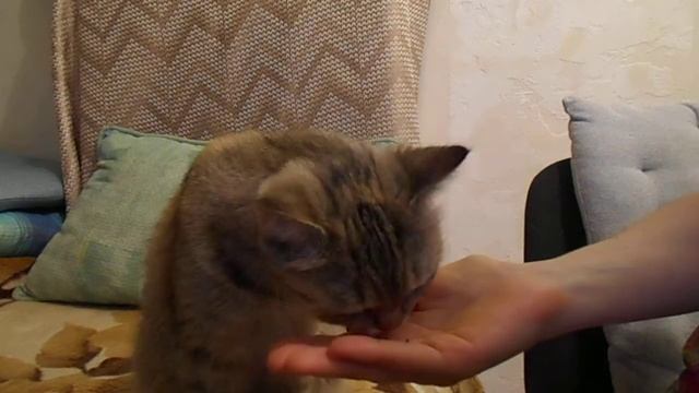 Пусть каждый фрукт и овощ лишь бодрость вам несёт! Кошка Ромашка и нектарин. смотреть онлайн