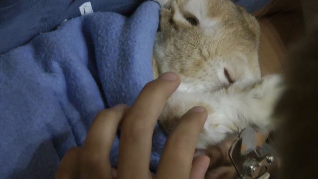 А у вашего кролика огромные когти? Если да, смотри сюда...(Раббит маникюр) смотреть онлайн