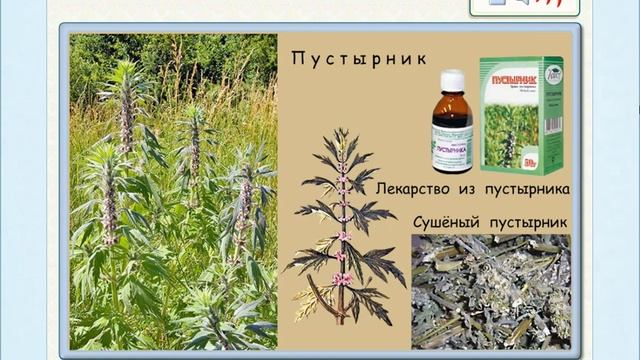 Растения в домашней аптечке УМК "Перспектива" 2 класс смотреть онлайн