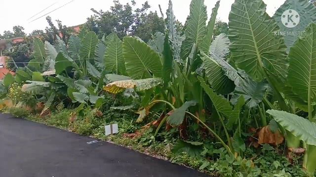 Alocasia Odora #keladibirah #AlocasiaOdora #plantlover #Alocasia