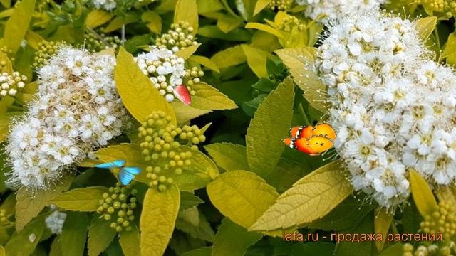 Спирея японская Вайт Голд (white gold) ? обзор: как сажать, саженцы спиреи Вайт Голд смотреть онлайн