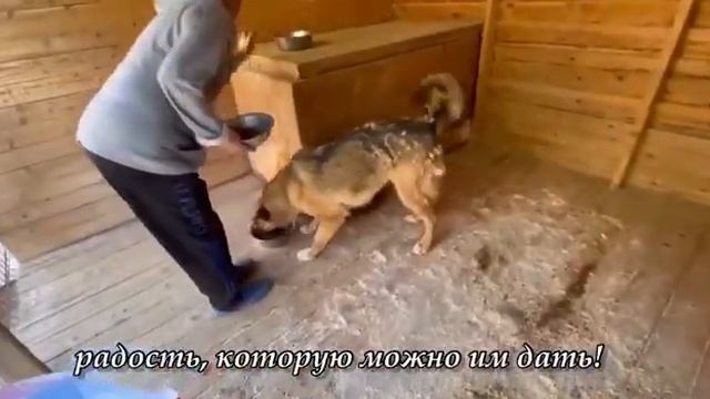 Помогите закупить корм для приюта! Приют для животных смотреть онлайн