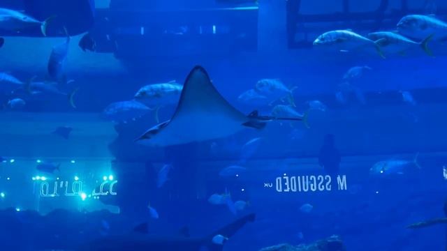 DUBAI MALL EXPERIENCE | DUBAI AQUARIUM | BURJ KHALIFA | DUBAI FOUNTAIN