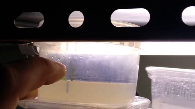 [102] Стефанотис и монстера спустя 4 месяца. Фуксия и лимон растут. Высадка семян на агар смотреть онлайн