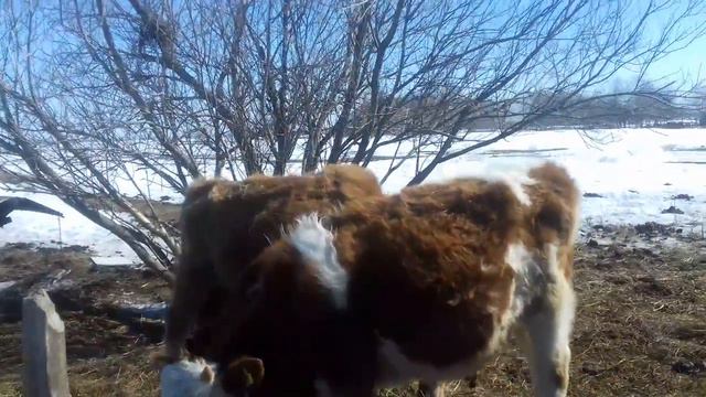 Про моих худых бычков. Весна 2020. смотреть онлайн