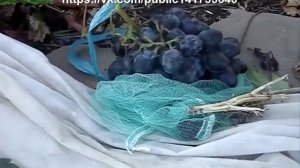 Виноград Кубань. Приусадебное хозяйство.