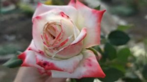 Роза Императрица Фарах