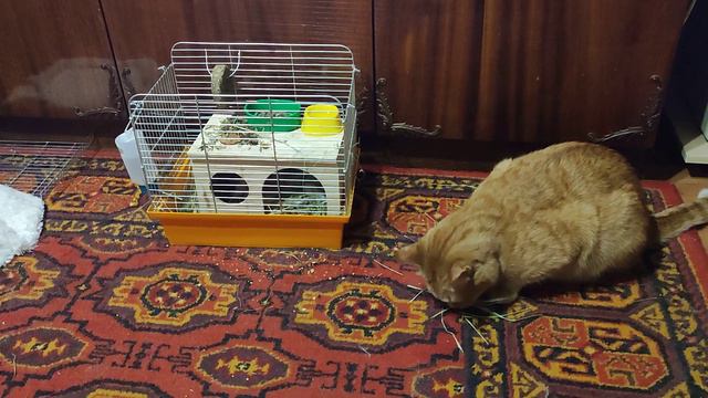 Морская свинка и Кот!