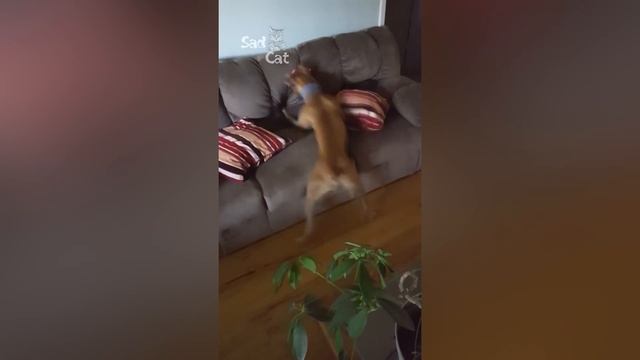 Ultimate Boxer Dog Compilation NEW смотреть онлайн