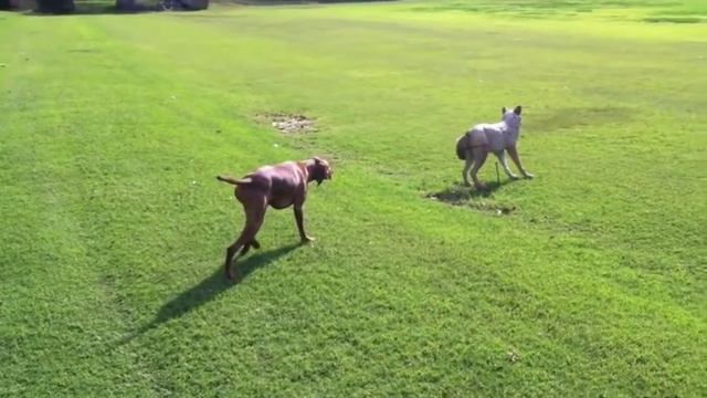Pitbull dog vs wolf, mountain lion fighting with fierce dogs смотреть онлайн