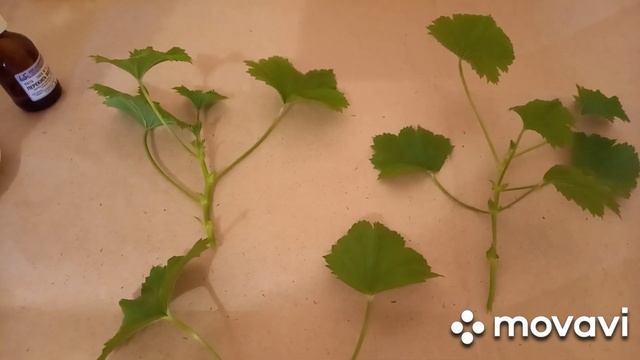 Пеларгония Королевская. Как я зимой, размножаю Пеларгонию черенками. Черепаха из крупы. смотреть онлайн