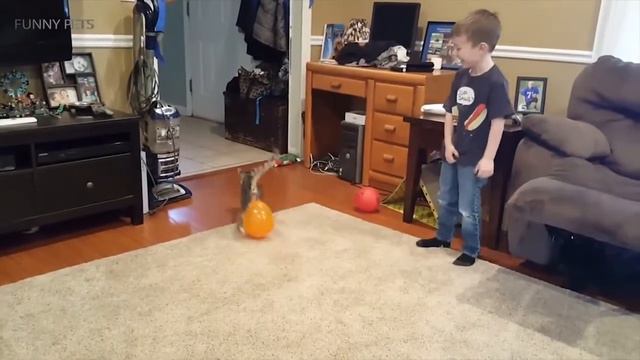 Cats VS Balloons 😂🎈 Funny Cats Playing With Balloons [Funny Pets] смотреть онлайн