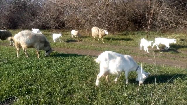 Мастерство и Стремление
