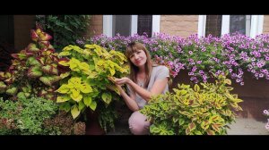 Красота и великолепие колеусов! Обзор моей коллекции с названием сорта . Скоро продажа.