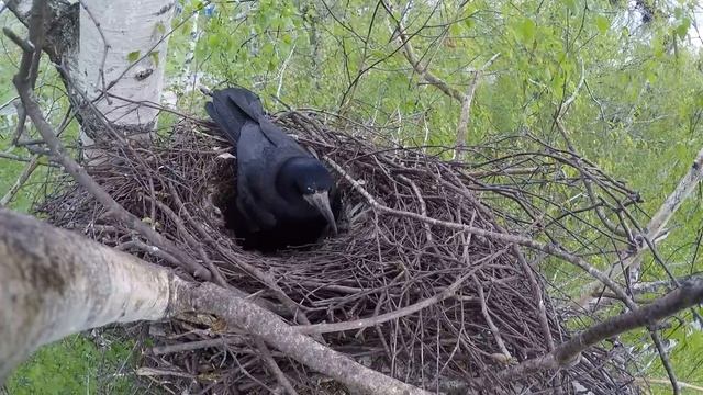 Грачи 160506 1к гнездо в Колонии, Тырново 5