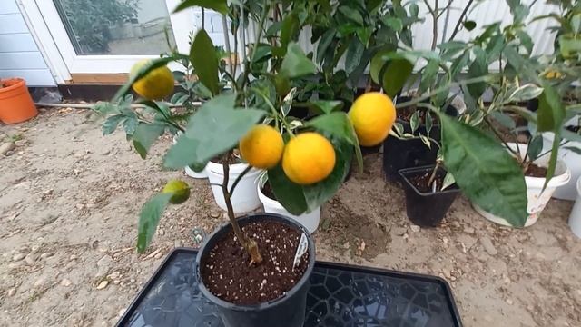 Мандарин Ковано Васе - урожайный сорт.