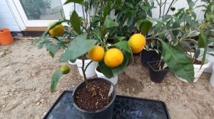 Мандарин Ковано Васе - урожайный сорт.