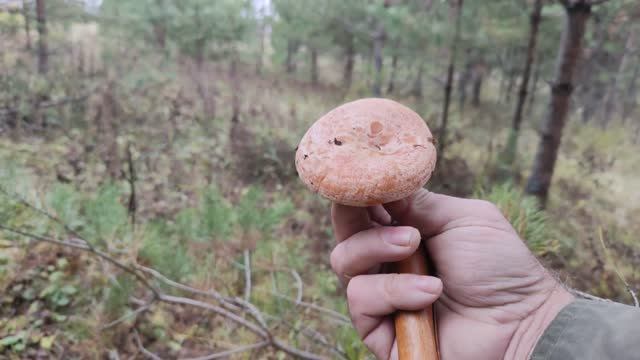 Рыжики после заморозков. смотреть онлайн