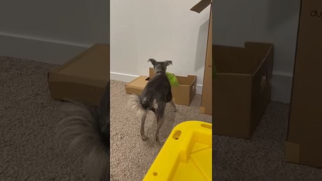 There Is A Snake In My Box! #shorts смотреть онлайн
