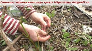 Прививка винограда чрным в черное- подвой Кобер, нюансы прививки на черный подвой. Пузенко Наталья