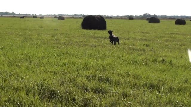 Курцхаар Дея по перемещенному дупелю. Первые работы. смотреть онлайн