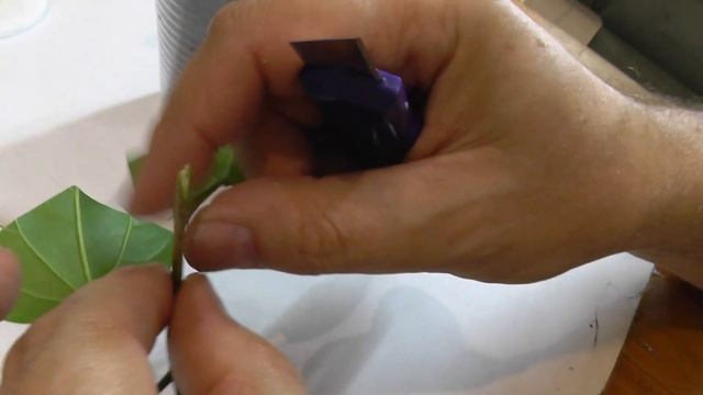 Прививка Гибискуса в расщеп - мастер-класс от моего мужа Андрея смотреть онлайн