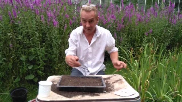 How to plant out cyclamen sprouts in trays смотреть онлайн