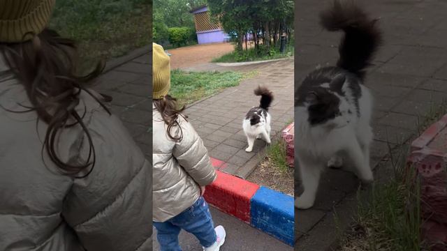 Кошка просит Аяну не прыгать по лужам!#кошка #кошки #котята #кот #кошкаиграет #лужи #лужа смотреть онлайн