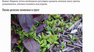 Целозия гребенчатая посадка и уход Выращивание из семян на рассаду и посев в грунт