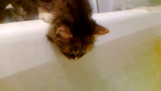 кошка пьет воду из ванной смотреть онлайн