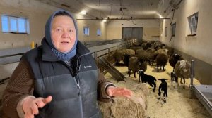 Массовый окот овец. Мастит у овец.