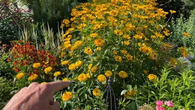 Szárazsagtűrő évelők 4. Heliopsis helianthoides смотреть онлайн