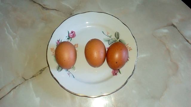 Мараны занеслись. Первые яички черномедного марана.