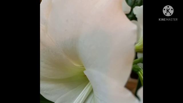 Прогулка по оранжереям Царицыно / Greenhouses of Tsaritsyno смотреть онлайн