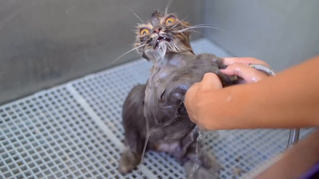 The Cat groomer relieves stress while working!??✂️❤️ смотреть онлайн