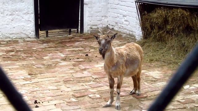 Маленькие козлята смотреть онлайн
