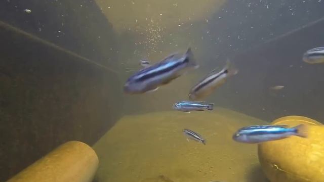 Maingano Cichlids Breeders at Imperial Tropicals смотреть онлайн