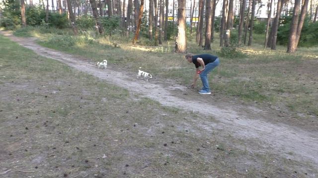 funny DOGs found a CAT in the forest / Jack Russell Terrier puppy and mom are resting смотреть онлайн