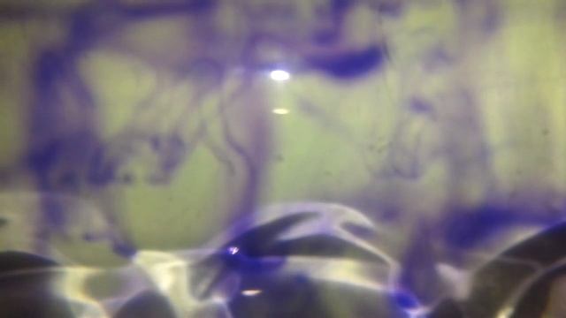 Helicidae - Effusion смотреть онлайн