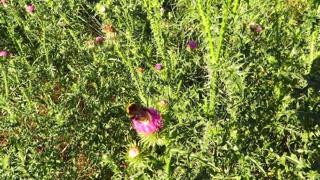 MVI 3305 Жизнь других. Шмель лакомится цветком чертополоха.