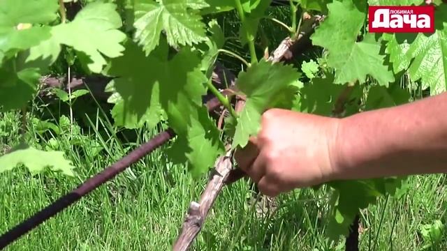 Уход за плодоносящими кустами винограда (третий год) смотреть онлайн