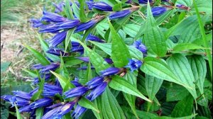 Редкие многолетники садовые. Часть 2