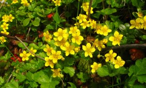 Вальдштейния РЕЛАКС ТЕРАПИЯ ИМПРОВИЗАЦИЯ композитор Виктор Анохин #piano #instrumentalmusic #цветы