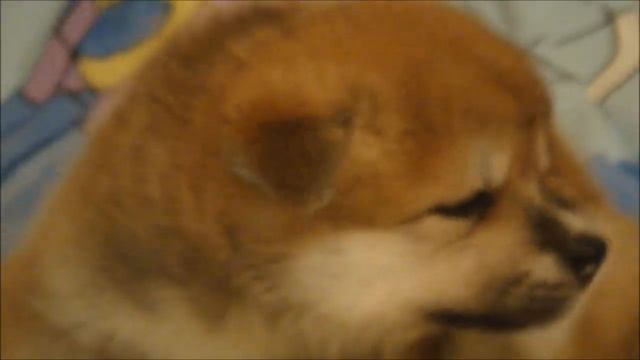 Щеночки акита ину^^ смотреть онлайн