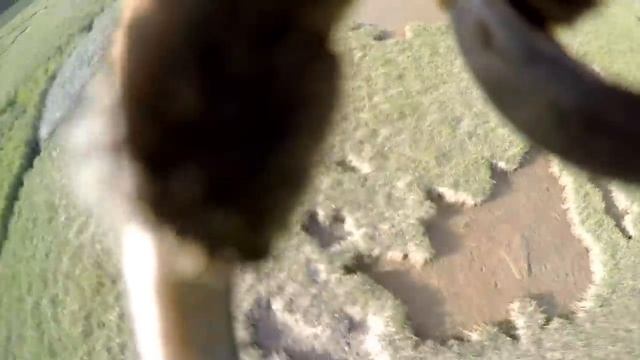 10 Шокирующих Видео Снятые Животными. Зомби Чез смотреть онлайн